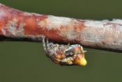 kegelspin (cyclosa conica) 3-2012 5291